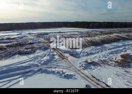 Die gefällten Bäume liegen unter freiem Himmel. Die Entwaldung in Russland. Die Zerstörung der Wälder in Sibirien. Ernte von Holz Stockfoto