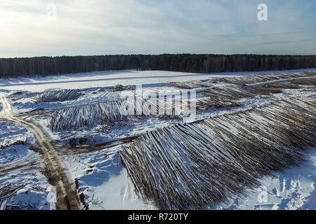 Die gefällten Bäume liegen unter freiem Himmel. Die Entwaldung in Russland. Die Zerstörung der Wälder in Sibirien. Ernte von Holz Stockfoto