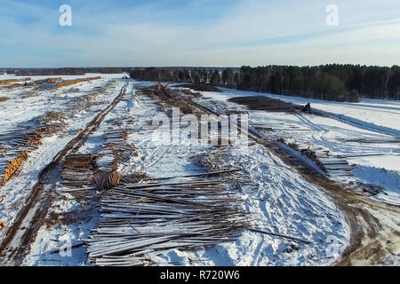 Die gefällten Bäume liegen unter freiem Himmel. Die Entwaldung in Russland. Die Zerstörung der Wälder in Sibirien. Ernte von Holz Stockfoto