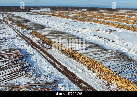Die gefällten Bäume liegen unter freiem Himmel. Die Entwaldung in Russland. Die Zerstörung der Wälder in Sibirien. Ernte von Holz Stockfoto