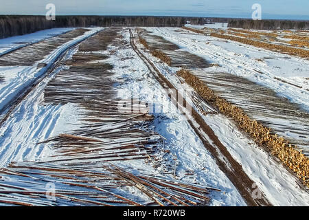 Die gefällten Bäume liegen unter freiem Himmel. Die Entwaldung in Russland. Die Zerstörung der Wälder in Sibirien. Ernte von Holz Stockfoto