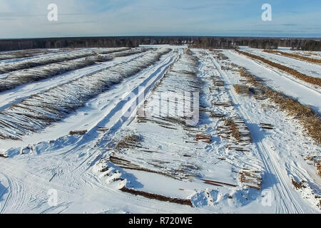 Die gefällten Bäume liegen unter freiem Himmel. Die Entwaldung in Russland. Die Zerstörung der Wälder in Sibirien. Ernte von Holz Stockfoto