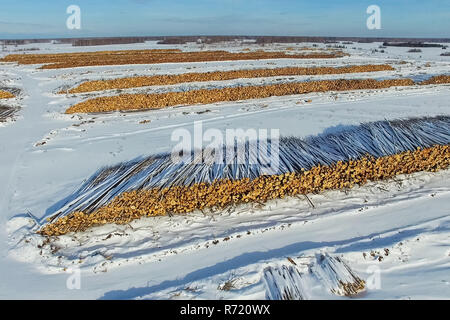 Die gefällten Bäume liegen unter freiem Himmel. Die Entwaldung in Russland. Die Zerstörung der Wälder in Sibirien. Ernte von Holz Stockfoto