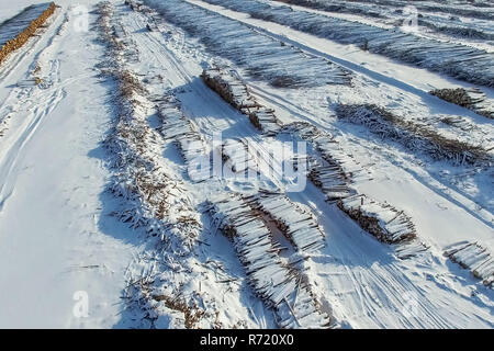 Die gefällten Bäume liegen unter freiem Himmel. Die Entwaldung in Russland. Die Zerstörung der Wälder in Sibirien. Ernte von Holz Stockfoto