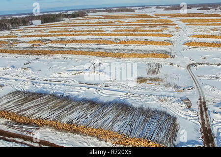 Die gefällten Bäume liegen unter freiem Himmel. Die Entwaldung in Russland. Die Zerstörung der Wälder in Sibirien. Ernte von Holz Stockfoto