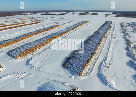 Die gefällten Bäume liegen unter freiem Himmel. Die Entwaldung in Russland. Die Zerstörung der Wälder in Sibirien. Ernte von Holz Stockfoto