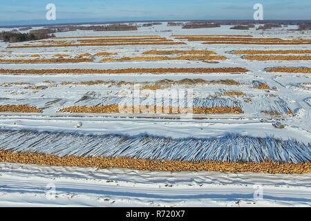 Die gefällten Bäume liegen unter freiem Himmel. Die Entwaldung in Russland. Die Zerstörung der Wälder in Sibirien. Ernte von Holz Stockfoto