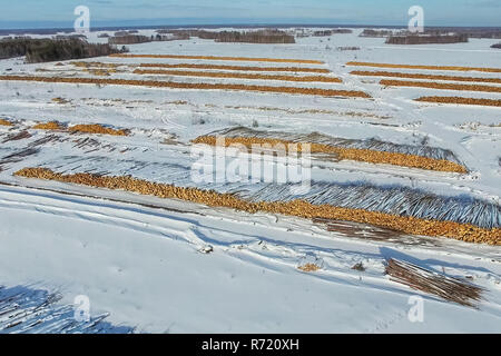 Die gefällten Bäume liegen unter freiem Himmel. Die Entwaldung in Russland. Die Zerstörung der Wälder in Sibirien. Ernte von Holz Stockfoto