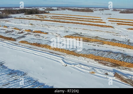 Die gefällten Bäume liegen unter freiem Himmel. Die Entwaldung in Russland. Die Zerstörung der Wälder in Sibirien. Ernte von Holz Stockfoto