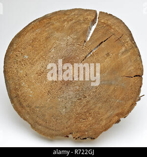 Disc Zielstapel des Schielandshuis, Fragment Holzkonstruktion teil Holz Kiefer 23,2 w 4,2 Disc von Foundation Stapel von der Gründung der Schieland Haus. Grenen Rotterdam Stadscentrum Stadsdriehoek Schielandshuis bouw als Probe für die Forschung in der Gründung des Schielandshuis in der süd-westlichen Ecke unter dem Grundwasser Spiegel. Stockfoto