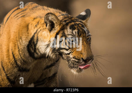 Auf einen schönen Abend eine männliche Tiger Cub auf einem der Dschungel in den frühen Morgen im ranthambore Tiger Reserve, Indien Stockfoto