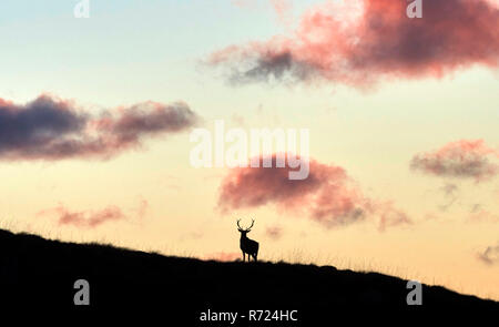 Hirsch Silhouette gegen einen Sonnenuntergang, Gruinard Bay, Wester Ross, North West Highland, Schottland, Großbritannien Stockfoto