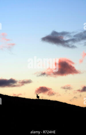 Hirsch Silhouette gegen einen Sonnenuntergang, Gruinard Bay, Wester Ross, North West Highland, Schottland, Großbritannien Stockfoto