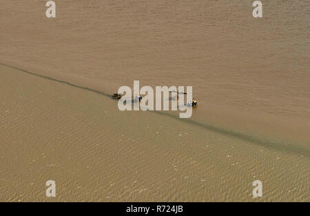 Cockle Picker bei der Arbeit, Morecambe Bay, bei Ebbe, North West England, Großbritannien Stockfoto