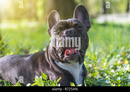 Portrait der Französische Bulldogge im Sonnenlicht Stockfoto