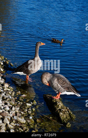 Graugänse auf Tring Stauseen, Aston Clinton, Großbritannien Stockfoto