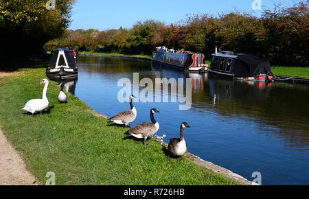 Boote auf dem Grand Union Canal Aston Clinton, Tring, Großbritannien Stockfoto