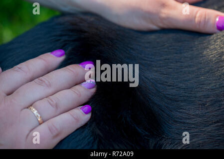 Menschliche Hände tun Hund massage Stockfoto