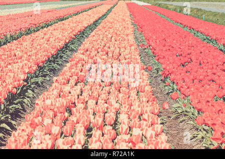 Bereich der rot-gestreiften Tulpen Stockfoto