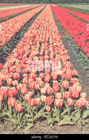 Bereich der Tulpen Stockfoto