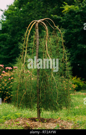 Caragana arborescens Lam. Pendula. Caragana arborescens, sibirische Peashrub, sibirische Pea-Baum ist eine Pflanzenart aus der Gattung der Hülsenfrucht Native nach Sibirien und in Teilen von Ch Stockfoto