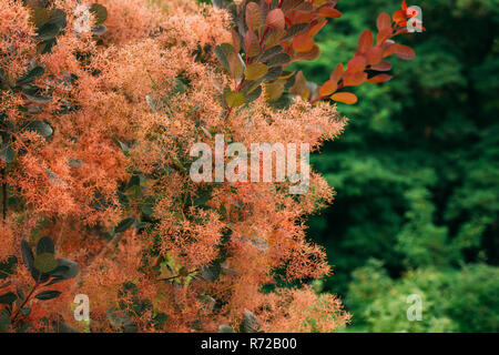 Cotinus Coggygria Scop. Royal Purple. Cotinus Coggygria, Syn. Rhus Cotinus, Europäischen Smoketree, Eurasischen Smoketree, Rauch, Rauch, Bush, Venedig Summe Stockfoto