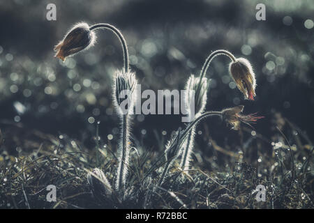 Nahaufnahme von rosa Pasque Blumen (auch genannt Pulsatilla) auf dunklem Hintergrund. Stockfoto