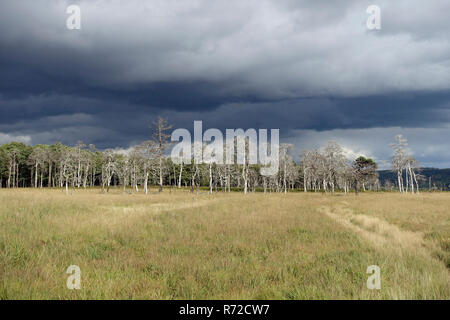 Dunkle Wolken über dem Hohen Venn, einem Naturschutzgebiet in der Eifel in der Nähe der Baraque Michelle auf der Grenze zwischen Belgien und Deutschland. Stockfoto