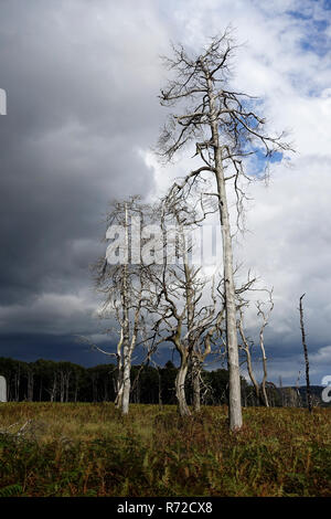 Tote Bäume/Noir Flohay auf dem Hohen Venn/Eifel mit dunklen Wolken über, nähert sich ein drohendes Gewitter. Stockfoto