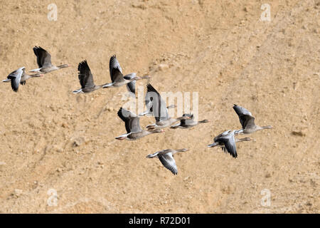 Graugänse/Graugänse (Anser anser) im Flug durch ein Sandkasten, kleine Herde, schöne Bildung mit Gänsen verschiedenen Alters, Wildlife, Europa. Stockfoto