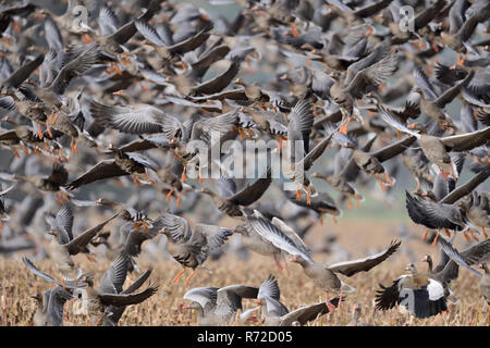 Gänse, meist weißen Fassade Gänse (Anser Albifrons) in Panik, große Herde weg von einen Drei-tage-Feld nach gestört wird, Wildlife, Europa. Stockfoto