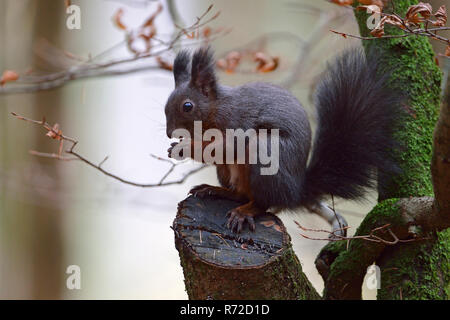 Eichhörnchen/Europaeisches Eichhörnchen (Sciurus vulgaris), sitzen auf dem Baum, Fütterung auf Samen, Wildlife, Europa. Stockfoto