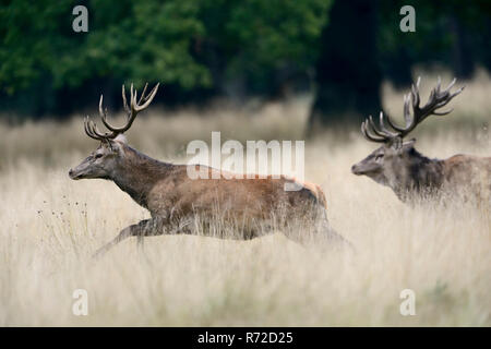 Red Deer/Rothirsch (Cervus elaphus) in der Brunftzeit, alte Hirsch jagt eine jüngere, die kommt, um seinen Harem, Europa zu schließen. Stockfoto