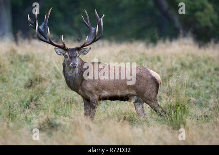 Red Deer/Rothirsch (Cervus elaphus), beeindruckende royal Hirsch, stehend auf einer Lichtung im Wald, Rücken gerade, Seitenansicht, Europa. Stockfoto