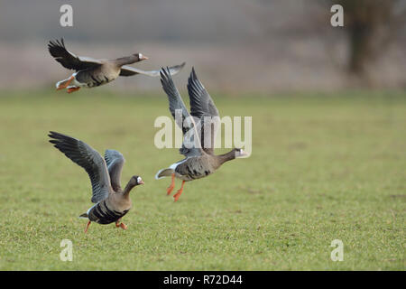 White-fronted Geese/Blaessganse (Anser Albifrons), die von einem Feld von Winterweizen, ihren Futterplatz verlassen, Wildlife, Europa. Stockfoto