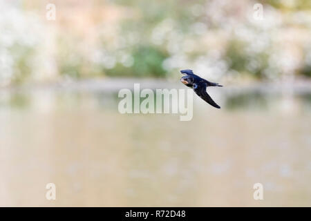 Rauchschwalbe/Rauchschwalbe (Hirundo rustica) im schnellen Flug, Jagd über Wasser, Wildnis, Europa. Stockfoto