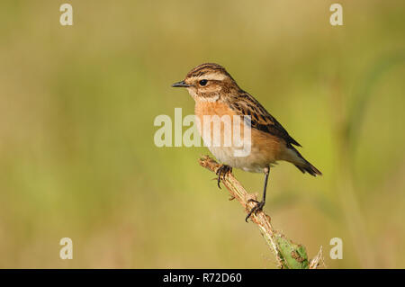 / Braunkehlchen Braunkehlchen (Saxicola rubetra) auf einem Zweig gehockt, männlich im schönen Zucht Kleid, typisch aber seltene Vogelarten der offenen Grasland. Stockfoto