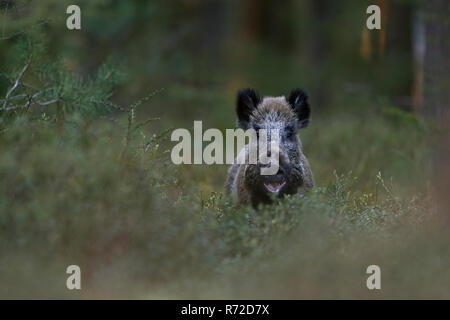 Wildschwein/Wild Hog/Wildschwein/Wildschwein (Sus scrofa) im Wald, komisch aussieht, scheint zu lachen, aber es frisst, Wildlife, Europa. Stockfoto