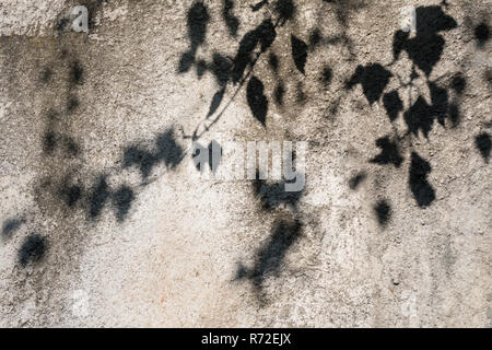 Blätter Schatten auf eine Betonwand Stockfoto