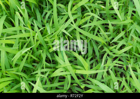 Grüne frische Gras Hintergrund Stockfoto