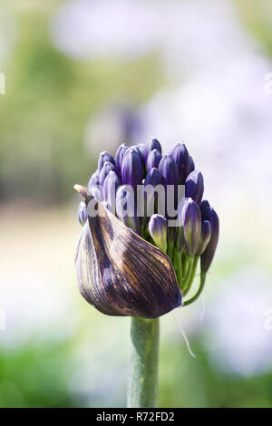 Agapanthus 'Black Magic'. Neue blütenknospen. Stockfoto