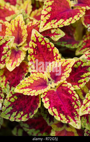 Solenostemon "Red Dwarf". Stockfoto