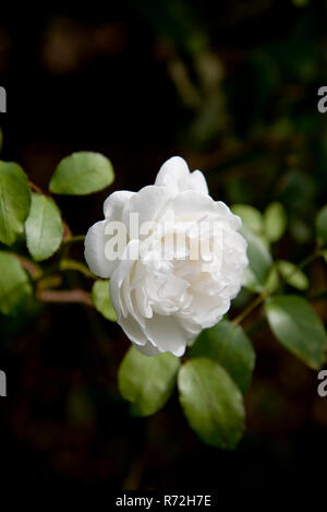 Rose Winchester Cathedral Stockfoto