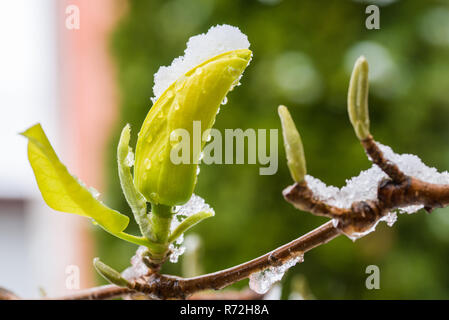 Makro Bild der schönen gelben Magnolia bud von Schnee im Frühling Jahreszeit abgedeckt Stockfoto