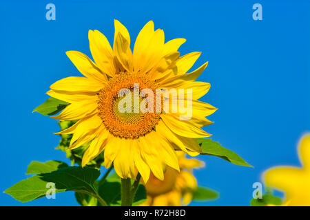 Einzelne schöne Sonnenblumen gegen den blauen Himmel Stockfoto