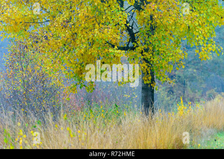 Pappel, Diepholzer Moorniederung, Goldenstedter Moor, Niedersachsen, Oldenburger Münsterland, Deutschland, Oldenburger Münsterland, (Populus spec.) Stockfoto