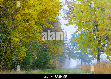 Diepholzer Moorniederung, Goldenstedter Moor, Niedersachsen, Oldenburger Münsterland, Deutschland, Oldenburger Münsterland Stockfoto