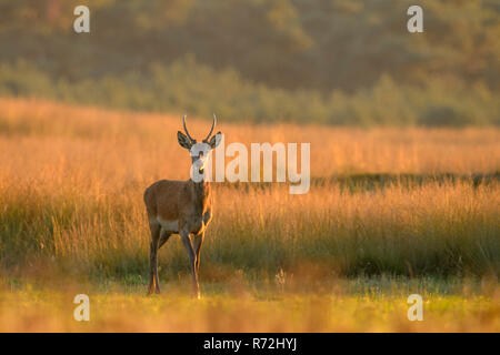 Rothirsch, Spiesser, Nationalpark Hoge Veluwe, Gelderland, Niederlande, (Cervus elaphus) Stockfoto