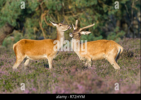 Rothirsche, Weibchen und Spiesser, Nationalpark Hoge Veluwe, Gelderland, Niederlande, (Cervus elaphus) Stockfoto