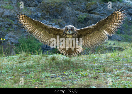 Europäischer Uhu, Niedersachsen, Deutschland, (Bubo bubo) Stockfoto